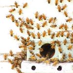 Eladó méhcsalád 30 db fotó