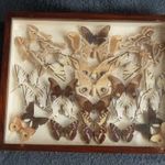 Antik lepke gyűjtemény 27 db preparált lepke pillangó múzeumi vitrin dobozban csodaszép dekoráció fotó