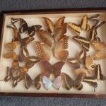 Antik lepke gyűjtemény 21 db preparált lepke pillangó múzeumi vitrin dobozban csodaszép dekoráció fotó