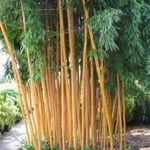 Phyllostachys vivax Aureocaulis, Óriás Télálló aranyfényű bambusz magok!5db fotó