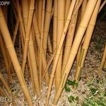 Phyllostachys vivax Aureocaulis, Óriás Télálló aranyfényű bambusz magok!2db fotó