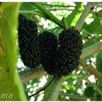 Fekete eperfa.......Morus nigra /25mag/ NÖV.-266 fotó