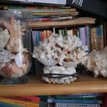 Eladó hagyatékból gyűjtőknek nagyon szép tengeri kagyló-csiga gyűjtemény fotó