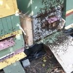 15 méhcsalád NB kereten eladó fotó