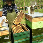 Eladó 20 méhcsalád 1/2nb kereten, saját nevelésű anyákkal! fotó