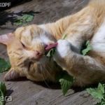 Macska menta /Nepeta cataria/ magok!10db mag Évelő növény! fotó