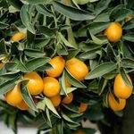 Kumquat-Törpe mandarin, ......fortunella margarita......../1mag.../ NÖV.-267 fotó