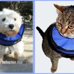 Műtéti gallér - 2XL kutyáknak, macskáknak fotó