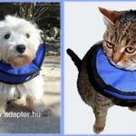 Műtéti gallér - L kutyáknak, macskáknak fotó