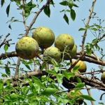 Bael fruit / INDIAI ARANYALMA - Aegle marmelos - magok (5+) - RITKASÁG! - Gx 075 fotó