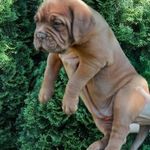 BORDEAUXI DOG május végén 2 hónapos fajtatiszta kölyök-kutya eladó 1 fiú, 1 lány fotó
