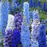 Évelő télálló kék szarkaláb palánták 5db szoliternövény fotó