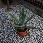 Agave kaktusz fotó