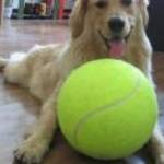 Óriás teniszlabda kutyajáték (24 cm) fotó