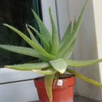 Pozsgás növény ( Aloe ) fotó