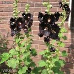 Kerti mályvarózsa (fekete)!8db mag!Black Hollyhock (Alcea rosea nigra) fotó