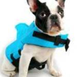 Cápauszonyos mentőmellény kutyák számára, kék, S-es (6-8 kg) - Happy Bulldog fotó
