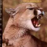 Ragadozók Testközelben 21. Pumák Észak-Amerikában 2000-2007 DVD+könyv (2.0 Magyar szinkron) fotó