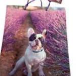 Francia bulldog a levendulásban ajándék tasak fotó