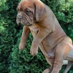 BORDEAUXI DOG május végén 2 hónapos fajtatiszta kölyök-kutya eladó 1 lány fotó