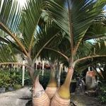 Bottle Palm "Hyophorbe lagenicaulis" Palackpálma magok!2db mag Ritkaság fotó