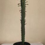 Szobanövény - Euphorbia trigona - Háromélű kutyatej (szukkulens, pozsgás, kaktusz) 30 cm magasság fotó