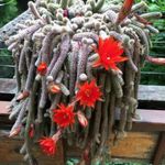 Várágzó Kigyó kaktusz 4-5 éves növény fotó
