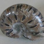 FOSSZÍLIA Ammonitesz 110 millió éves (Beudanticeras revoili, Age Albian, Mahajunga, Madagascar fotó