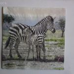 szalvéta, zebrák fotó