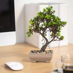 Műnövény dekoráció - bonsai - 18 x 24 cm - 4 féle fotó
