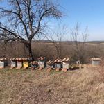 Koppány-völgyében Hunor-kereten méhek (kereten, vagy kaptárastól) eladók fotó