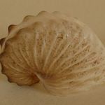 CSIGA KAGYLÓ gyűjtemény > Argonauta hians 50, 07 mm Philippines > utolsó eladó NAGY példány fotó