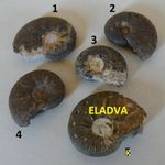 FOSSZÍLIA Ammonitesz hematit 1 db > Jurassic period 201, 3 – 145 million years ago, Fezzou fotó