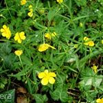 VÁLTOZÓ BOGLÁRKA - Ranunculus auricomus magok (250+) -TETSZETŐS ÉRDEKESSÉG!!! - Virágmagok - E 200 fotó