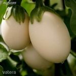 Tojásgyümölcs-tojásfa (Solanum ovigerum)magok!4db mag fotó