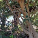 KŐFÜGE - Ficus petiolaris ssp. Palmeri - magok (5+) - RITKASÁG! - Gx 112 fotó