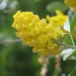 Marokkói ANANÁSZSEPRŰ - Argyrocytisus battandieri magok (10+) - KÜLÖNLEGESSÉG! - Virágmagok - W 218 fotó