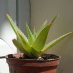 Pozsgás növény ( Aloe ) fotó
