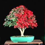 Euonymus alatus bonsai fa magok!4db fotó