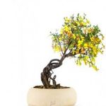 Colutea arborescens bonsai Bonsai fa magok!8db mag fotó