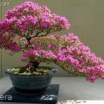 Cercis-siliquastrum bonsai Bonsai fa magok!3db mag fotó