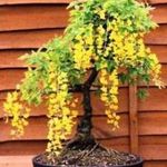 Koelreuteria paniculata bonsai Bonsai fa magok!8db mag fotó