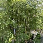 Csüngő japán akác (Sophora japonica 'Pendula') fotó