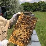 Mézre cserélhető méh családok fotó