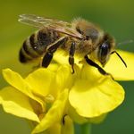 Méhpempő - Grátisz kedvezmény! fotó