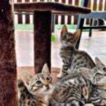 Bengáli cicák fotó