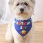 "Birthday boy" csontocskás születésnapi kendő kutyáknak fotó