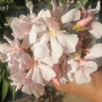 Kényeske leander, nerium oleander eladó fotó