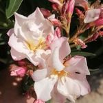 Marbella L. O. leander, nerium oleander eladó fotó