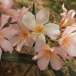 Mirage L. O. leander, nerium oleander eladó fotó